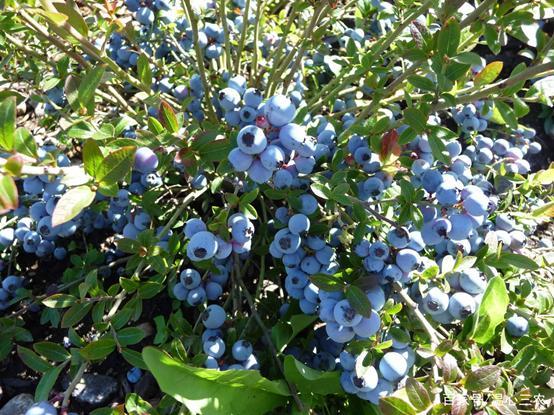 北方的家里也能种蓝莓？记住这8点，果实一串串，香甜可口