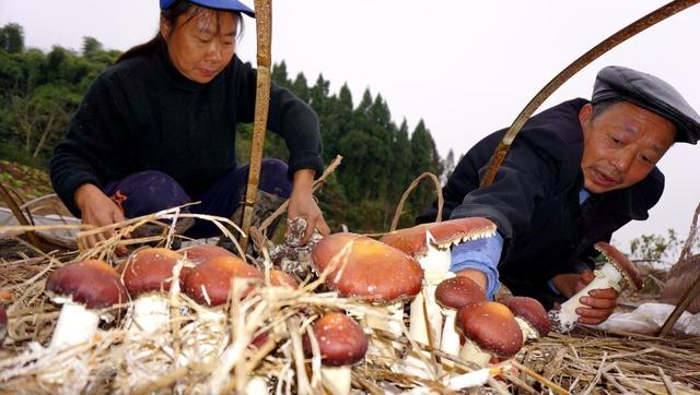 干货贴！大球盖菇栽培技术分享，高产优产的7个要素