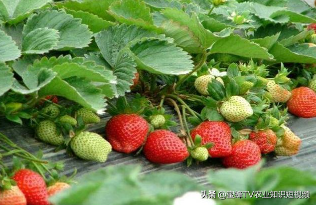 大棚种植草莓放蜜蜂需要注意什么？做好蜜蜂管理，草莓丰产优质
