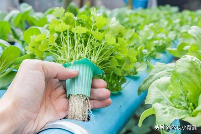 蔬菜水培并不难，掌握种植技巧很简单：如何才能种好水培蔬菜？