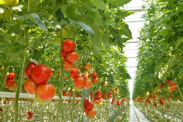 番茄种植密度株行距多少合适？30厘米的间距怎么样？细节分析