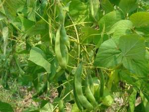 小扁豆种植(扁豆营养丰富又美味，掌握高产栽植技巧，种一棵就够吃了)