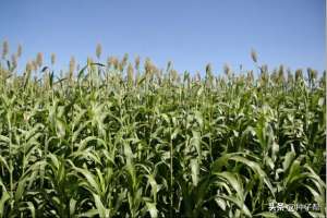 牧草玉米种植(作为牧草：每亩产量相当于三亩青贮玉米的-甜高粱，种植技术介绍)