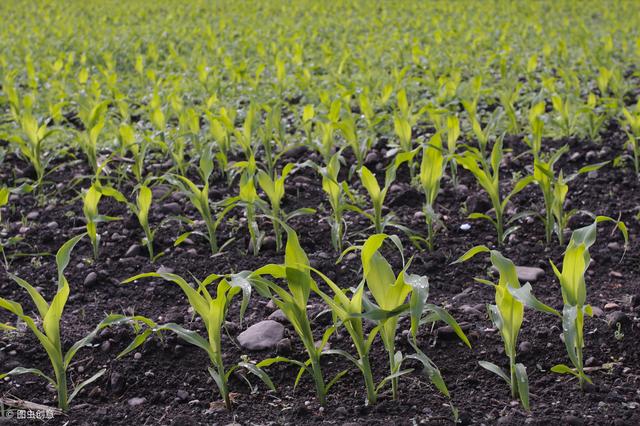 春玉米种植过程中，需要盖地膜吗？优缺点有哪些？