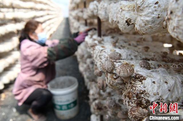 从24户到3.5万户：河北平泉食用菌产业撑起农民“致富伞”