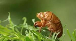 金金蝉养殖技术(金蝉养殖逐渐受到欢迎，如何养好金蝉？)