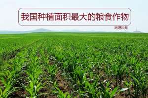 中国小麦种植分布图(水稻、小麦和玉米这三种粮食作物中，玉米在我国种植面积居然最大)