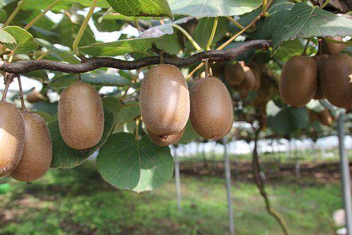 中国种植猕猴桃5大产地，品种不一，你的家乡种了吗？