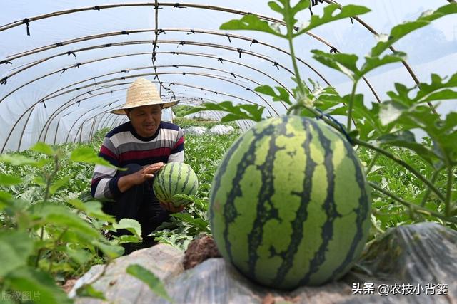 西瓜有哪些种植管理技巧？怎样才能种出高产优质的好西瓜？
