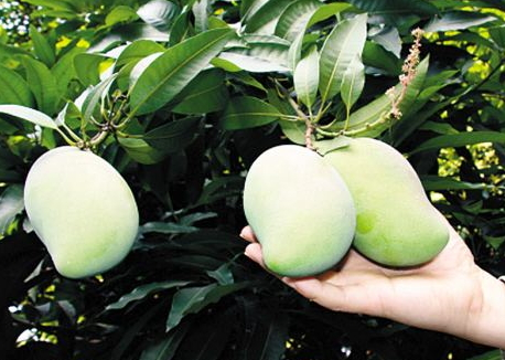 芒果树几年结果 挂果时间要分品种