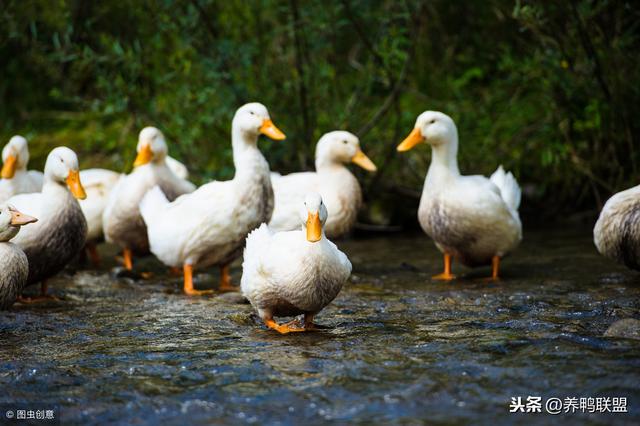 肉鸭养殖投资成本与利润分析，养鸭赚钱吗？