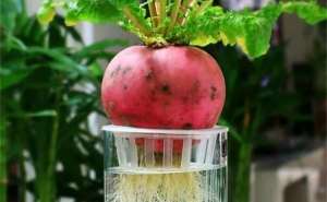 芹菜根能种植吗(吃剩的青菜根，埋进花盆里，浇点水，冒出小菜园，半年摘不完)