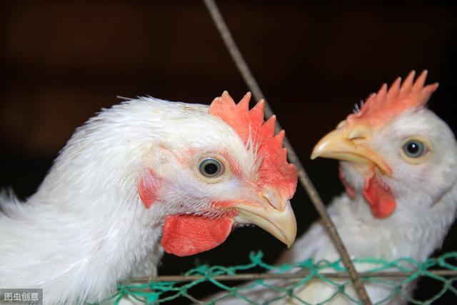 肉鸡养殖，做好这四点管理细节，可以降低鸡群发病率