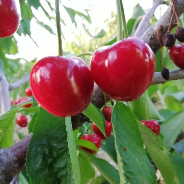 在俄罗斯引进的樱桃，可以在我国东北地区种植的耐寒品种