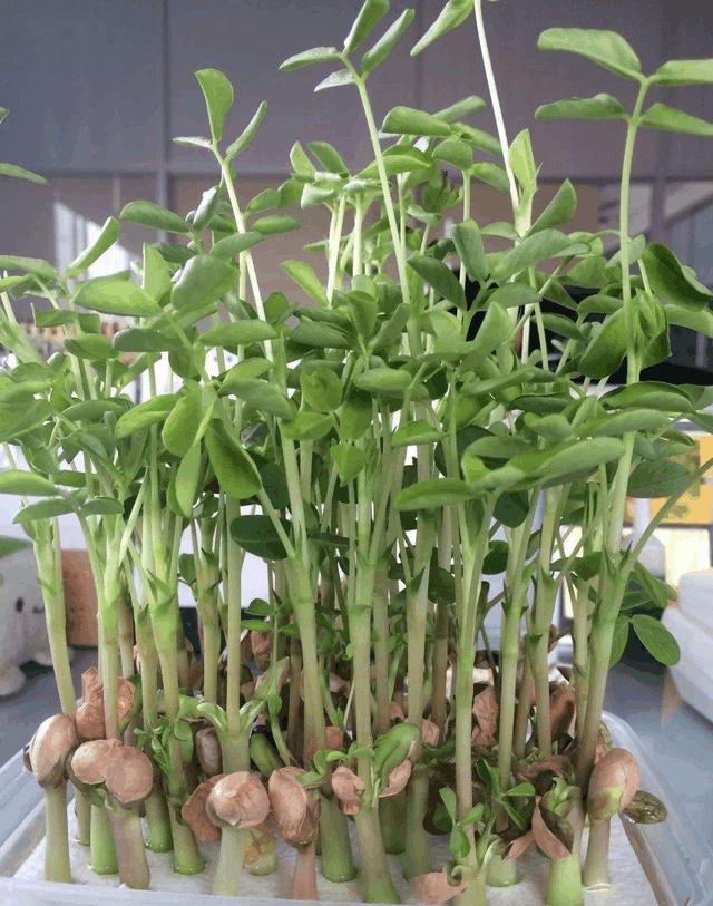 几粒“花生米”，撒到花盆里，变成清新小盆栽，取得小丰收