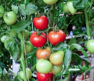 番茄种植合理密度(番茄种植密度株行距多少合适？30厘米的间距怎么样？细节分析)