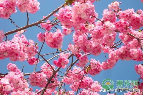 樱花树怎么种植？