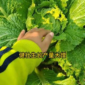 春白菜种植技术视频(白菜不得病害，长势好产量高的神奇配方，你一定要知道#三农)
