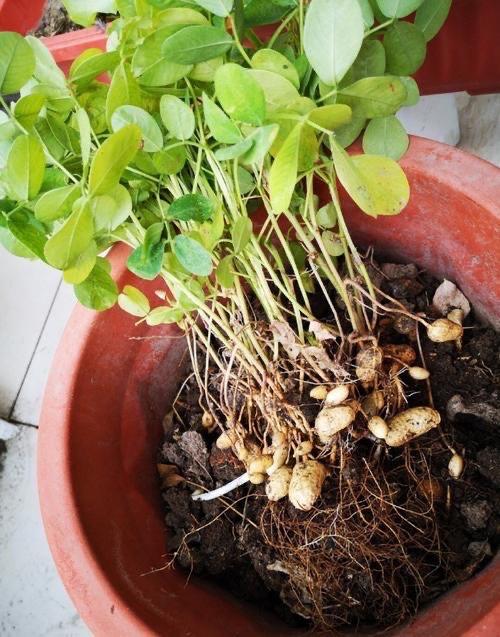 几粒“花生米”，撒到花盆里，变成清新小盆栽，取得小丰收
