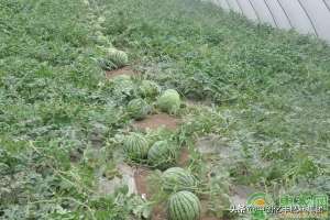大棚西瓜的种植技术(大棚西瓜种植技术规程，这个文章说明白了)