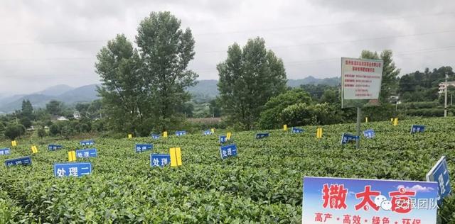 茶树种植的土壤环境