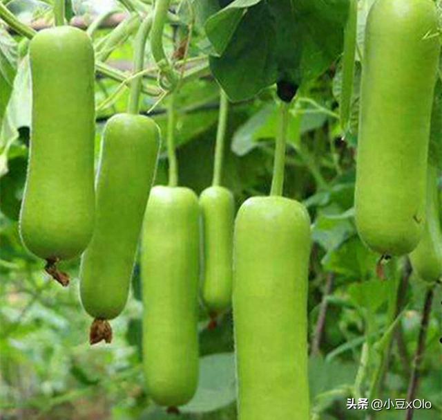 新型蔬菜瓢瓜新品种，菜农种植每亩净赚八千元，不错的一种蔬菜