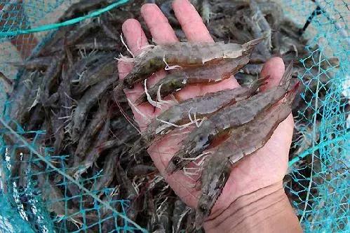 淡水养殖南美白对虾如何降低发病率，提高成活率，提高产量？