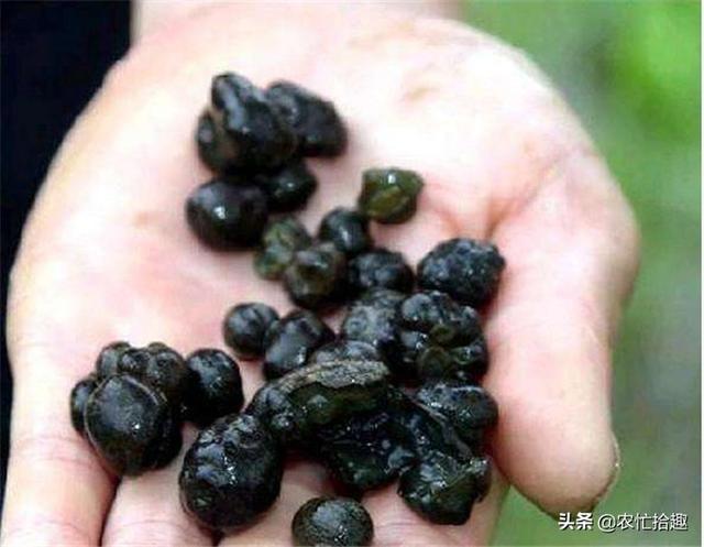 不施肥不喷药才能长，稻田里也能种，一斤190元，人称“黑珍珠”