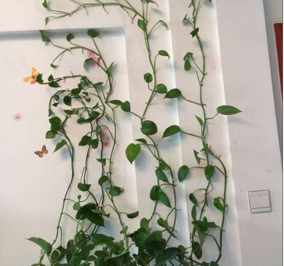养绿萝，用4个“小步骤”，30天长爆盆，半年爬上墙，叶片油绿