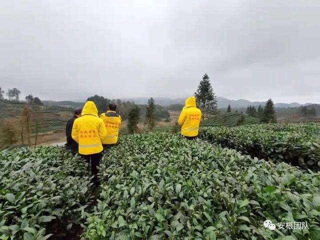 茶树种植的土壤环境