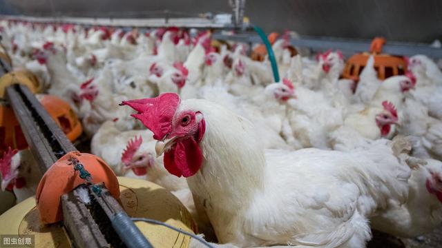 肉鸡养殖，做好这四点管理细节，可以降低鸡群发病率
