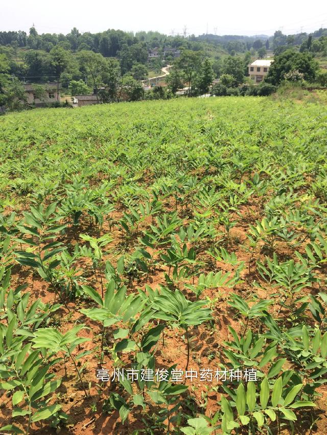 湖南省适合种植的中药材品种