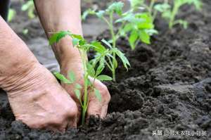 种植藩茄(从播种到采收，手把手教你种植高产优质的西红柿)