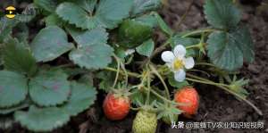大棚草莓种植视频(大棚种植草莓放蜜蜂需要注意什么？做好蜜蜂管理，草莓丰产优质)