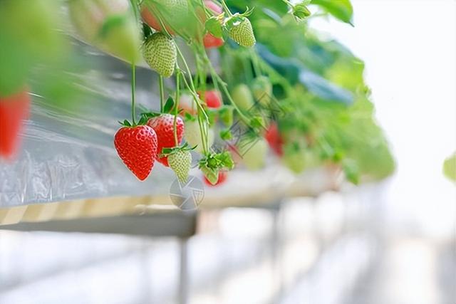 现代种植技术研究：前沿草莓丰产栽培技术