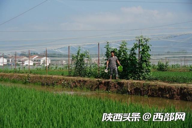 汉中勉县邹寨村的生态致富路