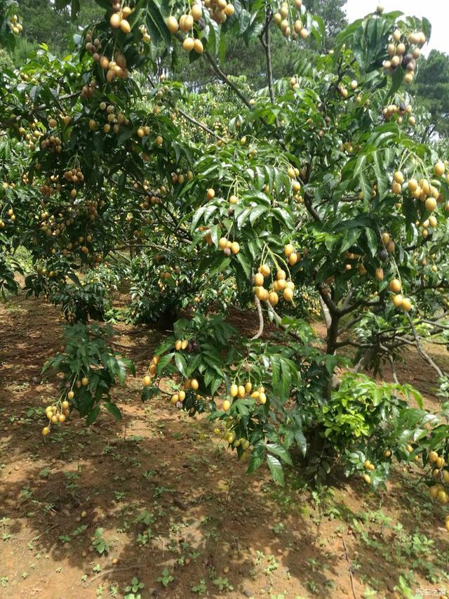 黄皮果树的栽培技术