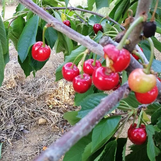 在俄罗斯引进的樱桃，可以在我国东北地区种植的耐寒品种