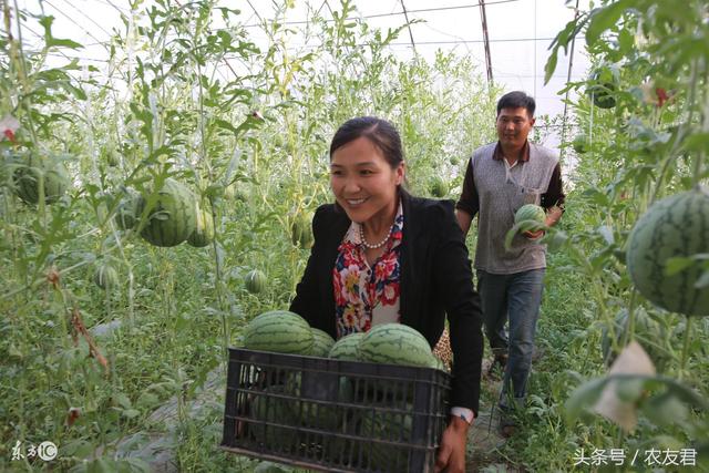 农民种植技术有讲究，教你如何进行西瓜支架栽培