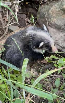 猪獾养殖视频(多年未见滨州南部山区发现猪獾幼崽)