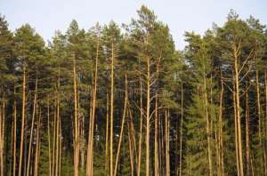 如何种植杉树(种植杉木的重要技术，掌握科学技巧，有效提高杉木的生长)
