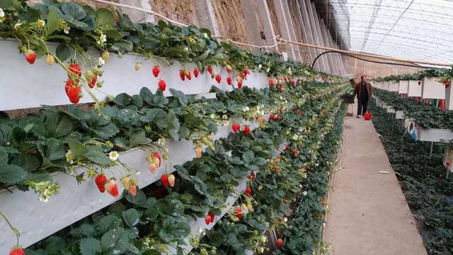 大棚草莓后墙立体栽培，如何投入2万？收益增收10倍，想了解吗？