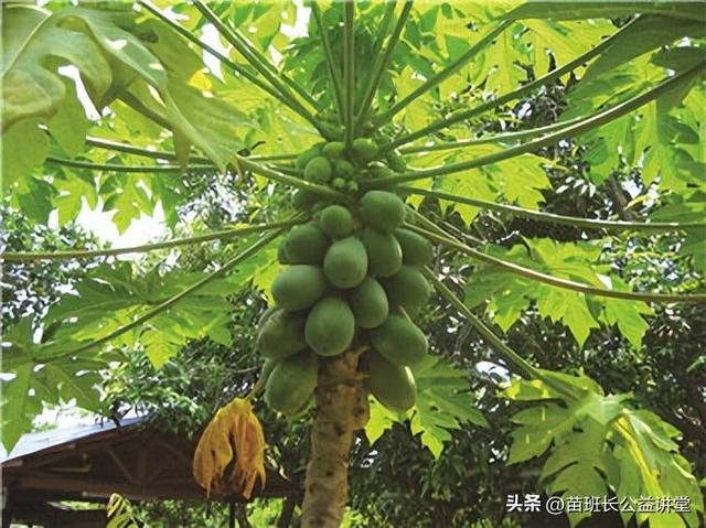 “海南名果”木瓜的栽培繁殖技术