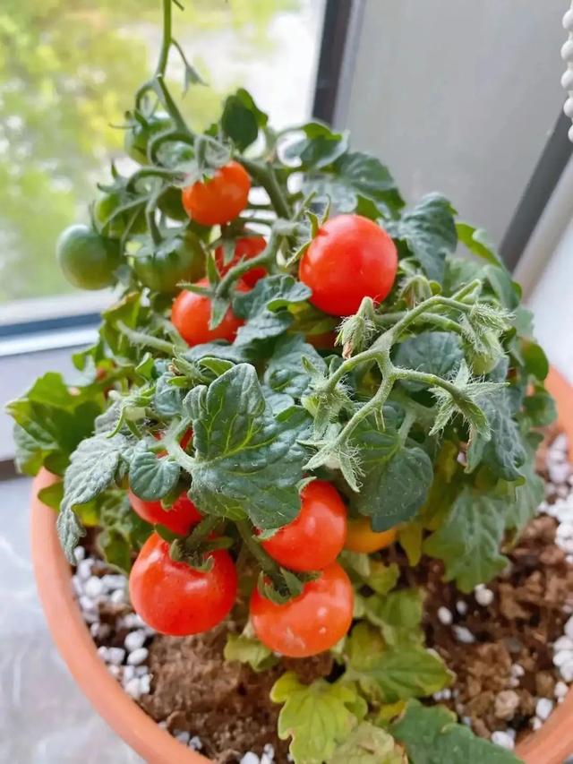 盆栽小番茄：既然栽种一场，就得想办法让它结出更多的果实！