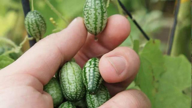 西瓜只有拇指大小，这种“迷你”西瓜能吃吗？怎么自己在家种？