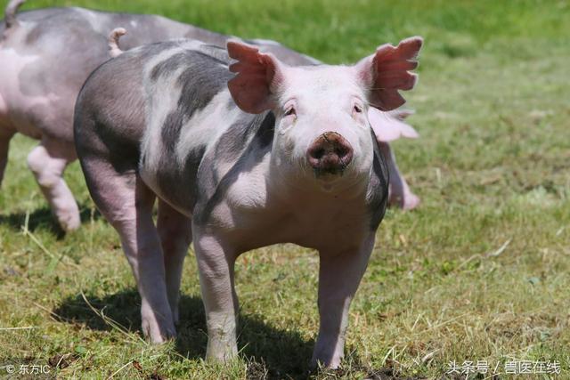 养猪场要注意了，关于现在各地整治畜牧养殖污染的新办法！