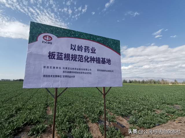 石家庄市以岭药业在“中国板蓝根之乡”建设5500亩种植基地