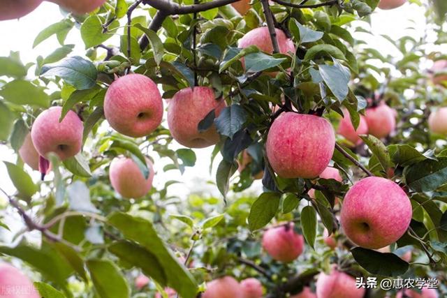 苹果树变矮了，产量却提高了？矮化苹果树种植方法与技巧分享！