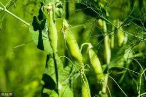 豌豆尖怎么种植(秋天种植豌豆尖正合适，学会这5个栽培技巧，一个月就能收获)