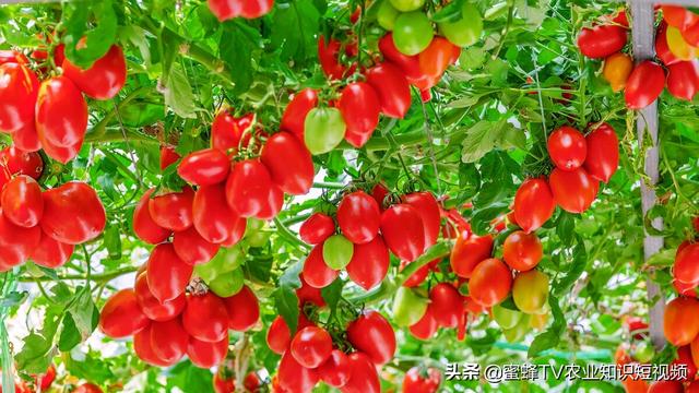 番茄高产种植，省时省力省成本，全程施肥管理方案详细讲解